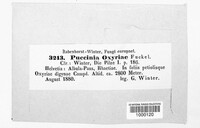 Puccinia oxyriae image